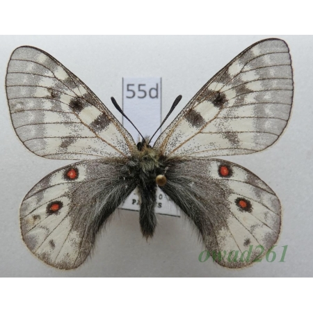 Parnassius acdestis subsp. okauchii Koiwaya, 1993 China55d